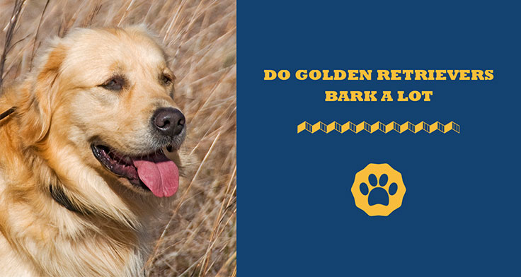 Do Golden Retrievers Bark A Lot