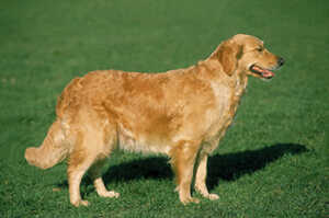 Why Don’t Golden Retrievers Bark A Lot?